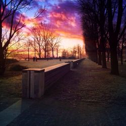 Silhouette of trees at sunset