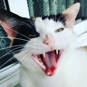 Close-up portrait of a cat