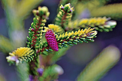 Close-up of pink flowering plant