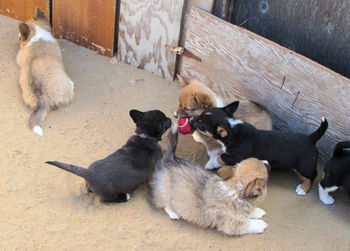 High angle view of puppy sitting on floor