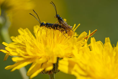 Black soldier fly flies insect hermetia illucens mating on yellow dandelions