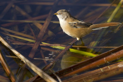 Close-up of bird perching on twig