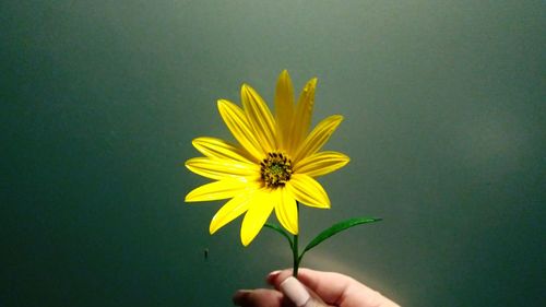 Close-up of hand holding sunflower