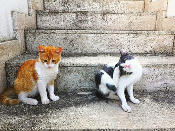 Cats sitting on footpath