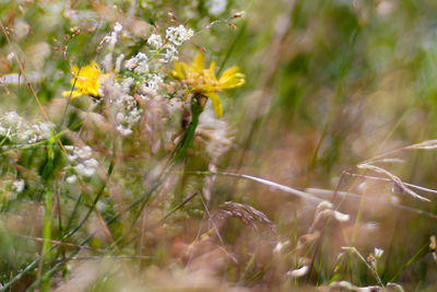 Close-up of flower blooming in field