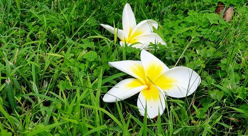 Close-up of white frangipani blooming on field