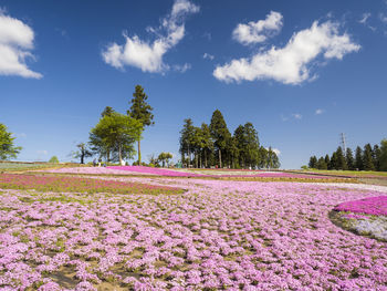 Pink flowering plants on field against sky