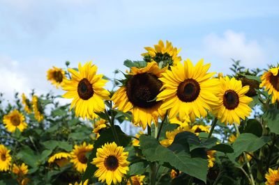 Close-up of sunflower field