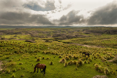 Horses grazing in a field