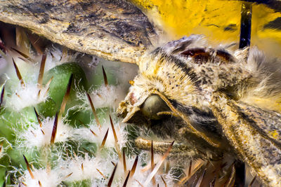 Close-up of an animal