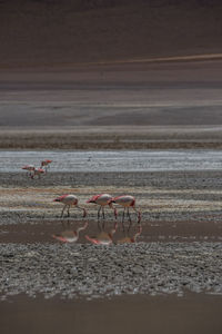 Flamingo birds in bolivia