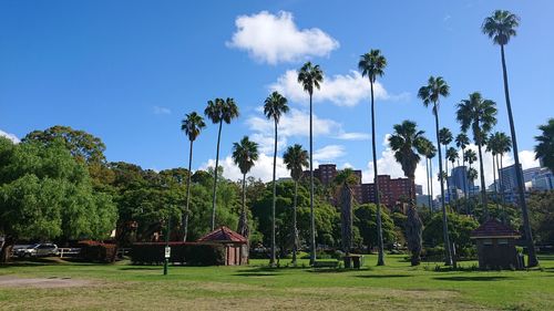 Panoramic shot of palm trees on field against sky