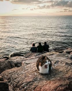 Rear view of people sitting at beach while cat on rock during sunset