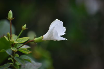 Close-up of white rose flower