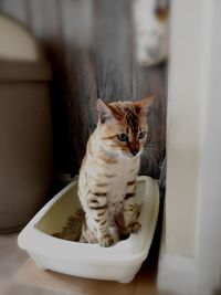 Portrait of cat sitting in container