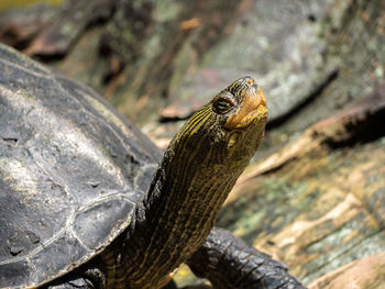 Close-up of lizard on rock