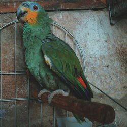Close-up of parrot perching by wall