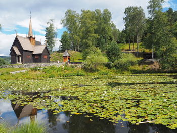 Plants growing by lake and building against sky