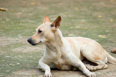 Dog looking away on sitting outdoors