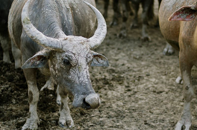 Cow standing in a field