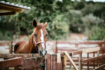 Close-up of horse in ranch against blurred background