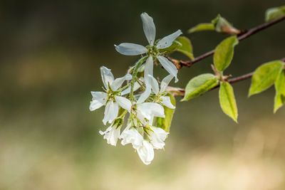 Close-up of white flowers