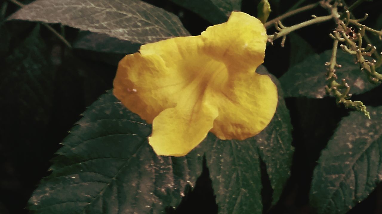 flower, fragility, petal, yellow, leaf, growth, freshness, close-up, beauty in nature, flower head, nature, plant, single flower, focus on foreground, blooming, water, outdoors, leaf vein, no people, season