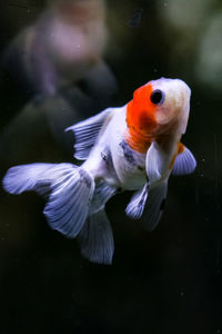 Close-up of fish swimming in sea