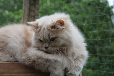 Close-up portrait of cat