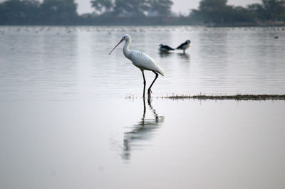 Birds on a lake