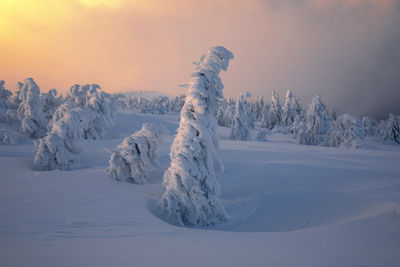 Scenic view of snow covered field against sky during sunset