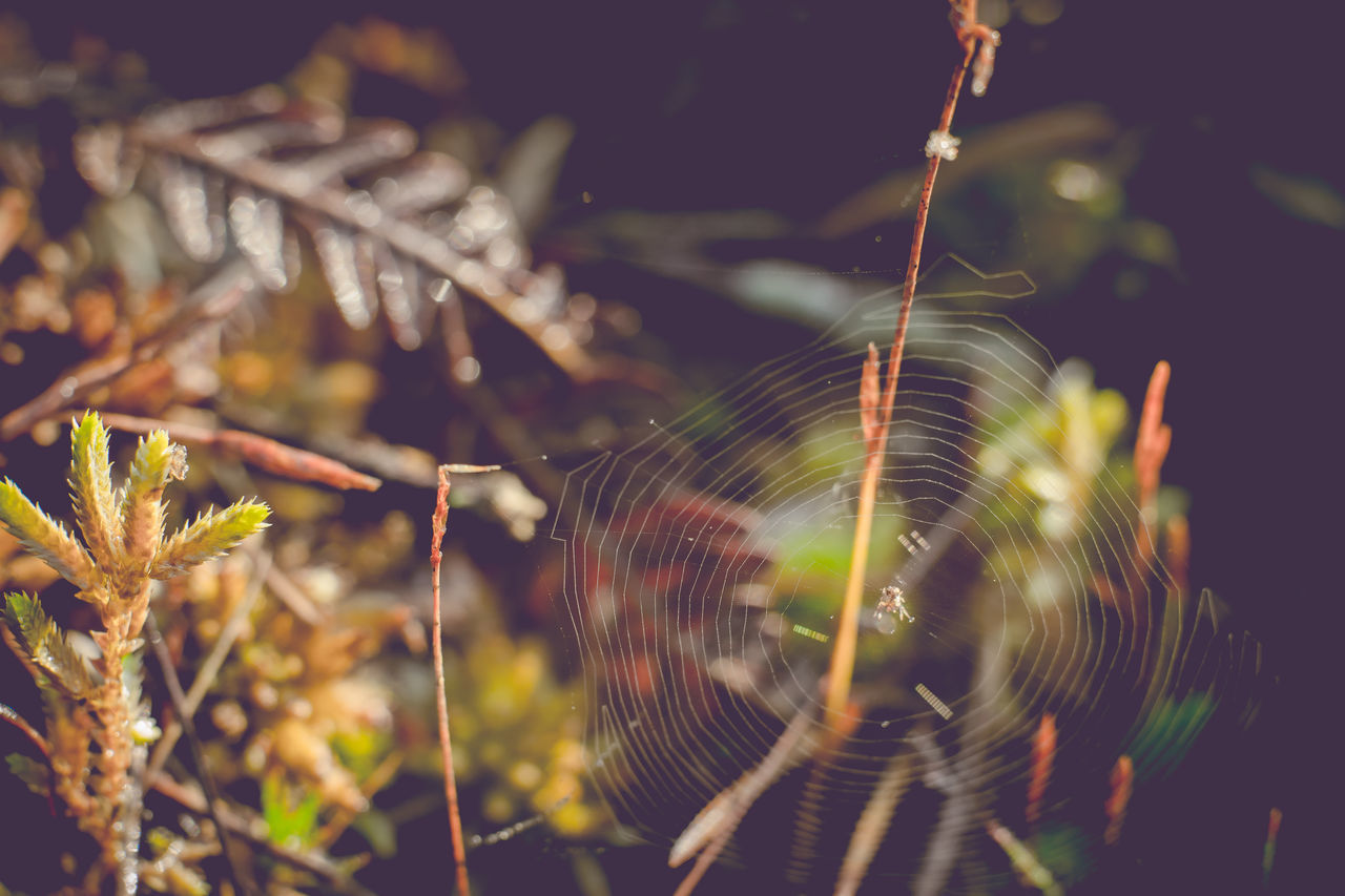 CLOSE-UP OF SPIDER WEB WITH PLANTS