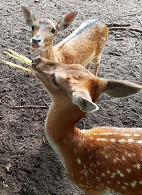 Close-up of giraffe