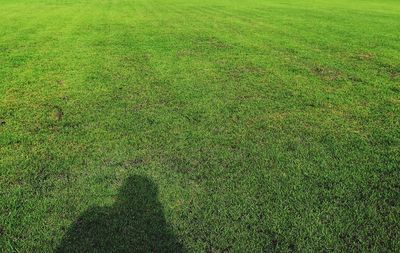 High angle view of grassy field