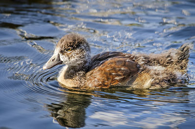 Young duck in a canal in springtime