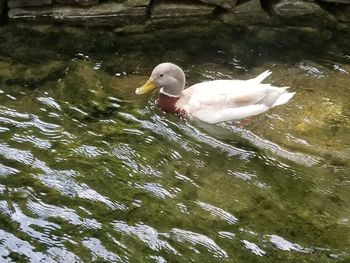 Duck swimming in lake