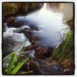 Stream in the forest