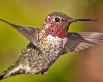 Close-up of hummingbird flying outdoors