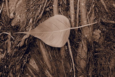 Close-up of dry autumn leaves