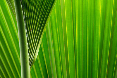 Close-up of palm leaf