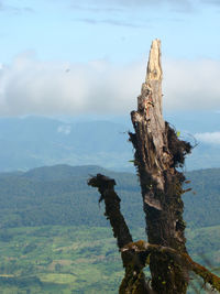 Driftwood on tree against sky