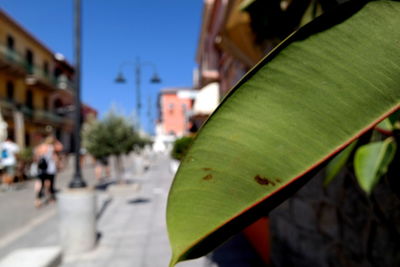 Close-up of leaf by street against buildings in city