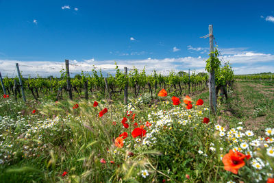 Scenic view of flowering plants on field against sky