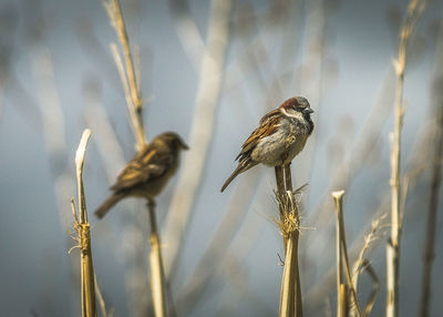 Close-up of birds perching on plant