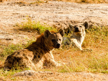 Hyena on field