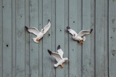 Decorative seagulls on the wooden facade of barn in denmark. background
