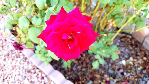 Close-up of red rose flower