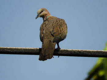 Low angle view of eagle perching against clear sky