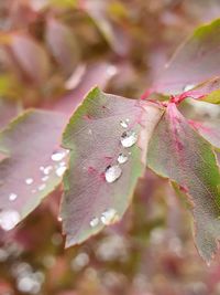 Close-up of raindrops on pink leaves