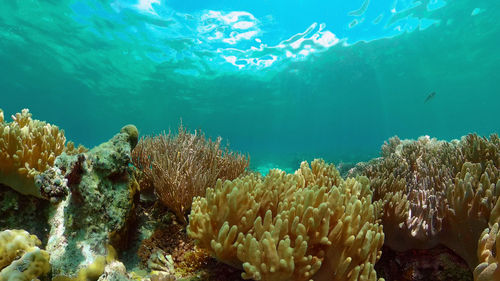 underwater